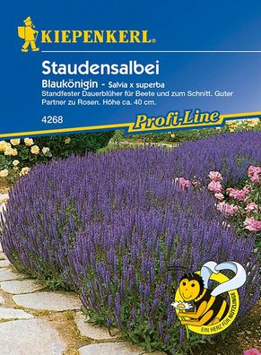 Salvia x superba Blumensalbei Blaukönigin