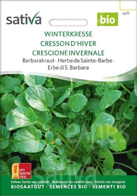 Winterkresse - Barbarakraut Sativa Samen