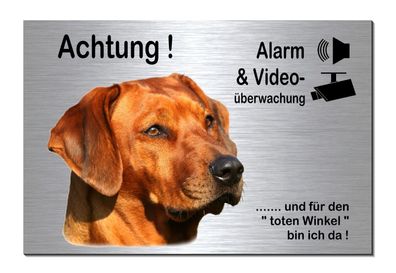 Rhodesian Ridgeback Hund Alarm Video 30x20 cm Alu Edelst Optik Schild Warnschild