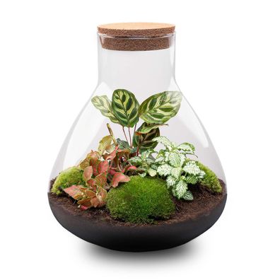 Flaschengarten - Sam XL Rot Normal - Ø29cm - 35cm - Ökosystem & Terrarium