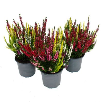 Mehrfarbige Calluna vulgaris - Set mit 3 Pflanzen - Besenheide - Heidekr