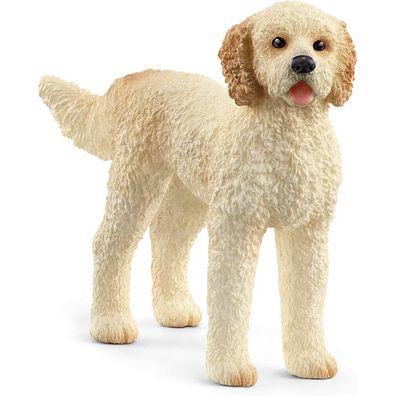 Zviratko - Hund Goldendoodle