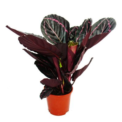 Schattenpflanze mit ausgefallenem Blattmuster - Calathea Dottie - 12cm Topf - ca