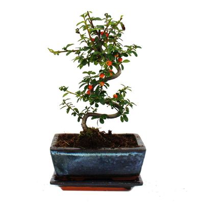 Outdoor-Bonsai - Cotoneaster - Zwergmispel - ca. 3-4 Jahre - incl. Untersetzer