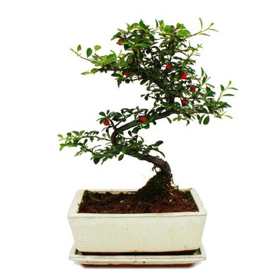 Bonsai - Cotoneaster - Zwergmispel - ca. 5-7 Jahre - incl. Untersetzer