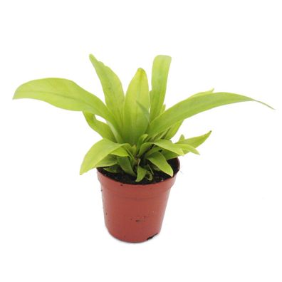 Mini-Pflanze - Asplenium antiquum - Nestfarn - Ideal für kleine Schalen und Gläser