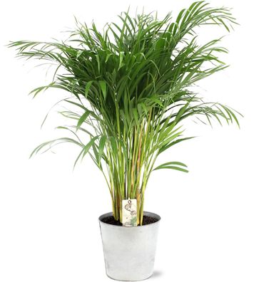 Dypsis Lutescens im Zink Topf - Ø21cm - 110cm - Zimmerpflanze - Anordnung - Pflan