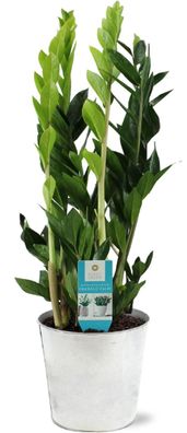 Zamioculcas Zamiifolia im Zink Topf - Ø17cm - 65cm - Zimmerpflanze - Anordnung