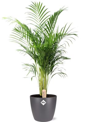 Dypsis Lutescens (Areca) im Topf Brussels anthrazit - Ø24cm - 110cm - Zimmerpflan