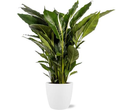 Spathiphyllum Sweet Sebastiano im Topf Brussels Weiß - Ø24cm - 110cm - Zimmerpfl