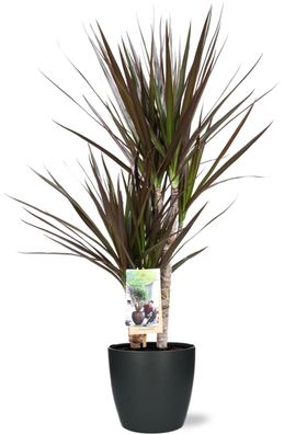 Dracaena Magenta im Topf Brussels Anthrazit - Ø17cm - 80cm - Zimmerpflanze - Anor