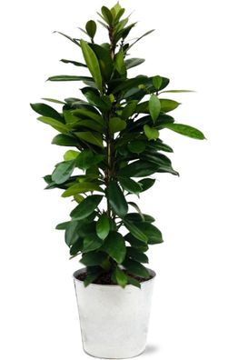 Ficus Cyathistipula im Zink Topf - Ø21cm - 105cm - Zimmerpflanze - Anordnung - Pf