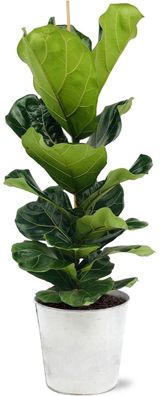 Ficus Lyrata im Zink Topf - Ø21cm - 100cm - Zimmerpflanze - Anordnung - Pflanze m