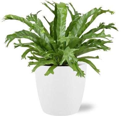 Asplenium Nidus Crissie im Topf Brussels - Ø17cm - 40cm - Zimmerpflanze - Anordnu