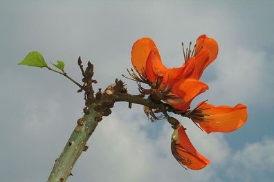 Erythrina caffra bis 120-140cm Der farbenfrohe Korallenbaum für tropisches Flair