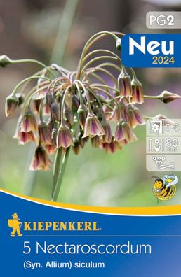 Zierlauch Nectaroscordum siculum, Bienenlauch, mehrjährig mit guter