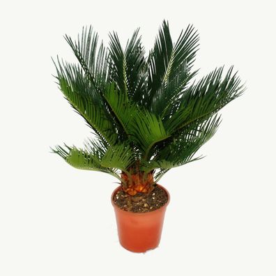 Cycas revoluta - Japanischer Palmfarn mit Knolle - 12cm Topf