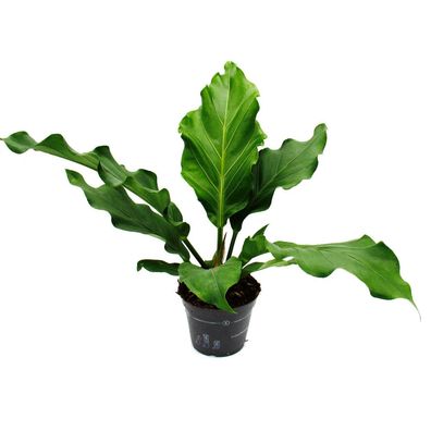 Flamingoblume - Anthurium elipticum "Jungle Bush" - 17cm Topf