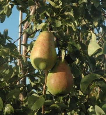 Birnbaum - Pyrus communis 'Alexander Lucas' - Herbstbirne Obstbaum Gehölz