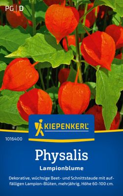 Physalis Lampionblume, dekorativ - wüchsige Beet- und Schnittsatude