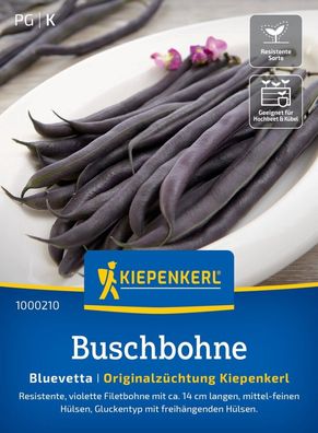 Buschbohne Bluevetta, resistente violette Filetbohne, Gluckentyp,