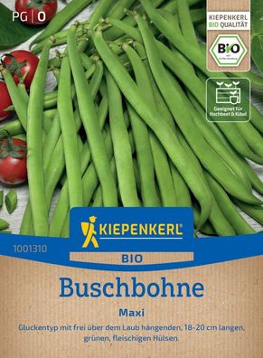 BIO Buschbohne Maxi, Gluckentyp, bringt 18-20 cm lange fleischíge Hülsen,