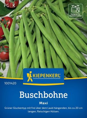 Buschbohne Maxi, grüner Gluckentyp mit bis zu 20 cm langen fleischigen