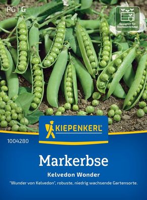 Markerbse Kelvedon Wonder, robust, niedrig wachsende Gartensorte, Kiepenkerl