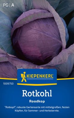 Rotkohl Roodkop "Rotkopf", robuste Gartensorte - mittelgroß - feste Köpfe,