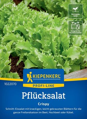 Pflücksalat Crispy (Schnittsalat), Schnitt-Eissalat für die gesamte