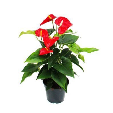 Rot-blühende Flamingoblume, Anthurium anderanum, 17cm Topf