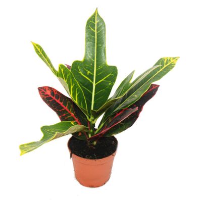 Wunderstrauch - Croton var. - Codiaeum - 9cm Topf - Zimmerpflanze