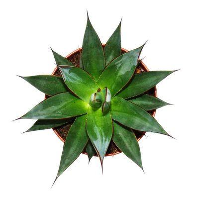 Agave "Shaka Zulu" - 15cm Topf - sukkulente Zimmerpflanze