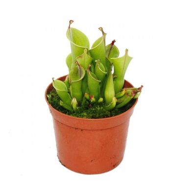 Fleischfressende Pflanze - Sumpfkrug - Heliamphora - 9cm Topf - Rarität