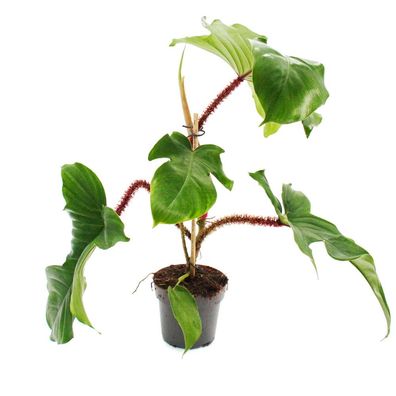 Philodendron squamiferum - der wilde rotstielige Baumfreund - 12cm Topf