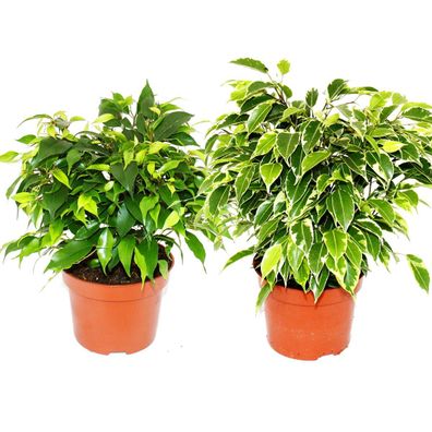 Kinky-Duo - Set mit 2 verschiedenen Buschigen Birkenfeigen - Ficus benjamini