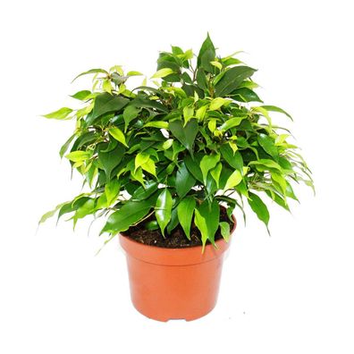 Buschige Birkenfeige - Ficus benjamini "Kinky Green" - 12cm Topf