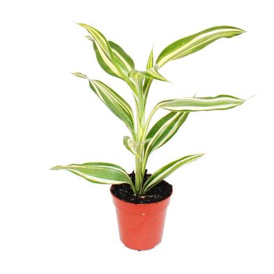 Mini-Pflanze - Dracaena sanderiana - Drachenbaum - Ideal für kleine Schalen und