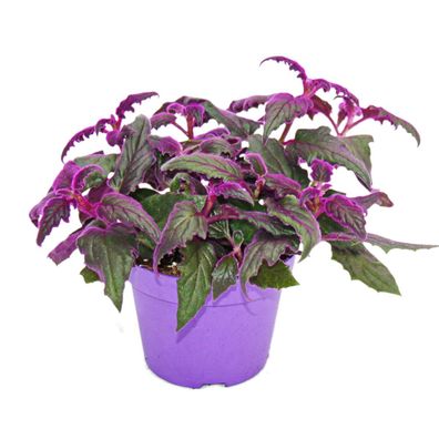 Gynura Purple Passion - Samtblatt - Samtnessel - lilafarbene Pflanze 12cm