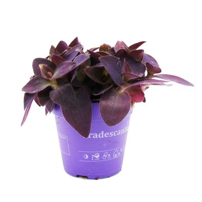 Exotenherz - Dreimasterblume - Tradescantia pallida - pflegeleichte hängende Zimme