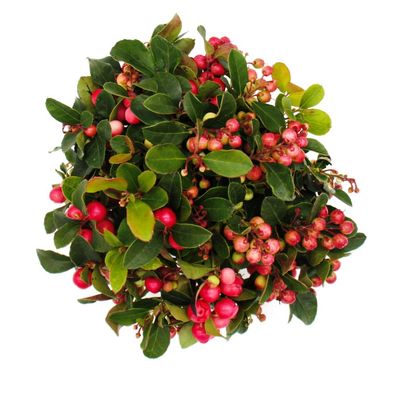 Teppichbeere - Gaultheria procumbens - Scheinbeere - Rebhuhnbeere - winterharte