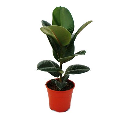 Gummibaum-Duo - 2er Set mit 2 versch. Ficus elastica Pflanzen - 17cm Topf