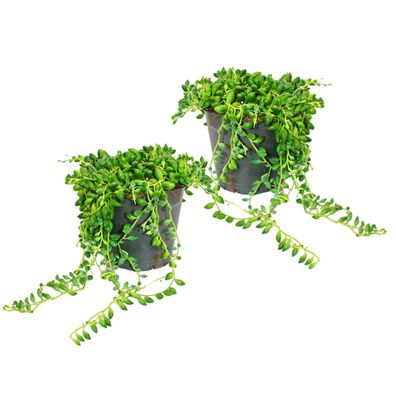 2er Set Senecio herreanus Erbse am Band 12cm Topf