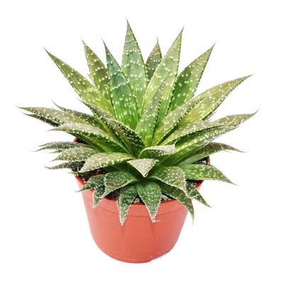 Aloe arristata - große Pflanze im 12cm Topf