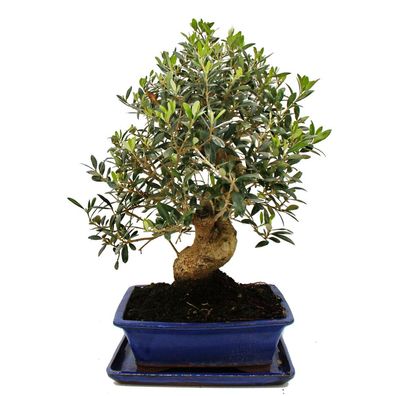 Bonsai - Solitär - Olivenbaum - Olive - Olea europaea - ca. 17 Jahre alt - ca