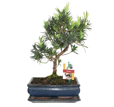 Bonsai Steineibe - Podocarpus macrophyllus - ca. 10 Jahre