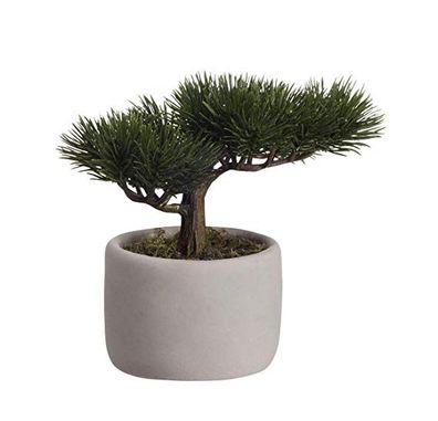 ASA Bonsai Mini Kiefer DEKO 24,5 x 17,5 x 24,5 cm 66224444 ! Vorteilsset beinhalte