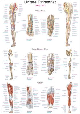Lehrtafel Untere Extremität 70x100cm