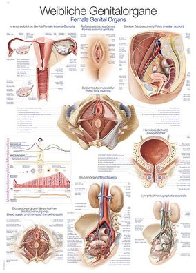 Lehrtafel Weibliches Genital 70x100cm