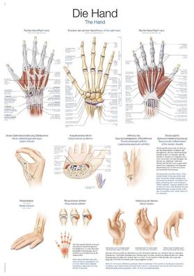 Lehrtafel Die Hand 70x100cm